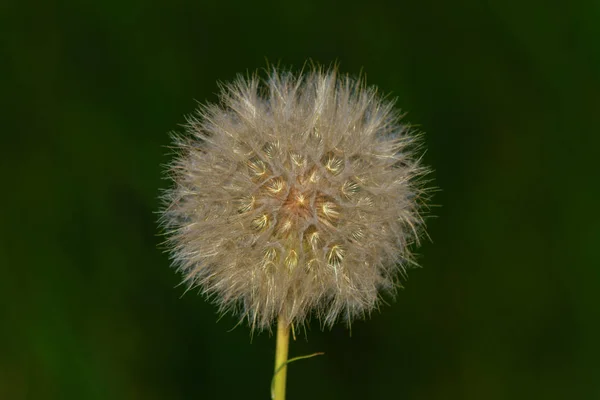 Natureza dandelion fundo — Fotografia de Stock