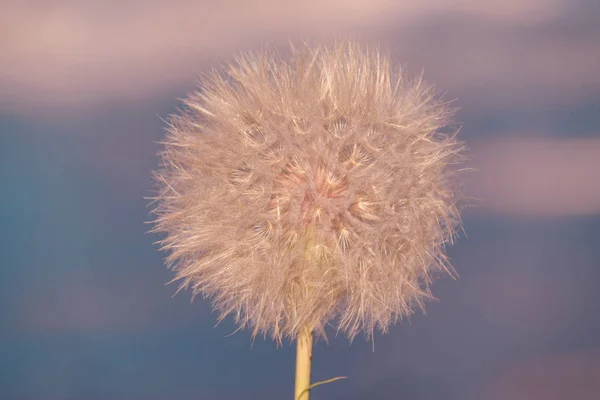 Natureza dandelion fundo — Fotografia de Stock