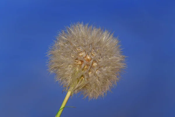 Dandelion fundo verão — Fotografia de Stock