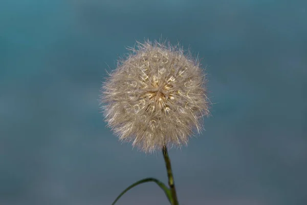 Dandelion fundo verão — Fotografia de Stock