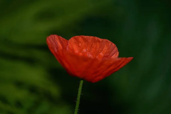 Red poppy beautiful — Stock Photo, Image