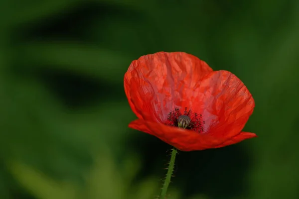 Red poppy beautiful — Stock Photo, Image