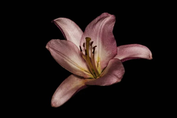 Lily siyah zemin