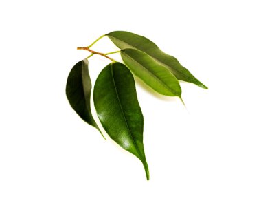 Beyaz arkaplanda çay yaprağı