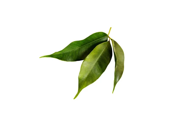 Beyaz Çay yaprağı