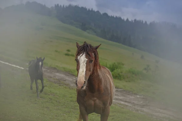 Le cheval dans les montagnes après la pluie — Photo