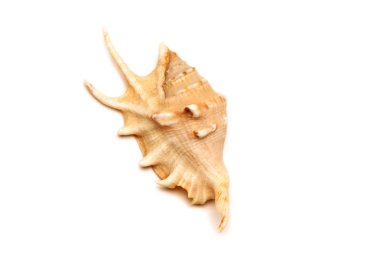 Beyaz arka plan ile deniz kabuğu