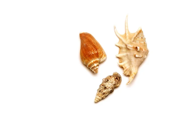 Sea shell with white background — Stock Photo, Image