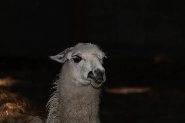 Belle lama tard dans la nuit — Photo