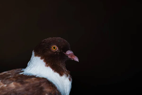 Retrato de pombo é bonito — Fotografia de Stock