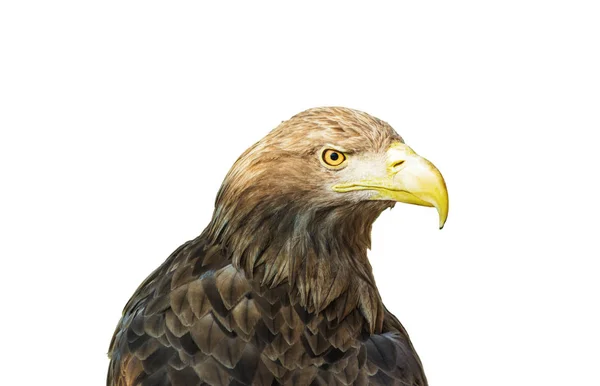 Adler auf weißem Hintergrund — Stockfoto