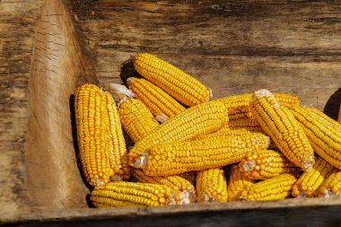 Eski ahşap yalak Mısır