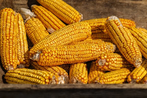 Eski ahşap yalak Mısır