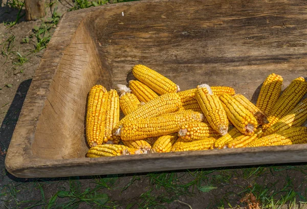 Eski ahşap yalak Mısır