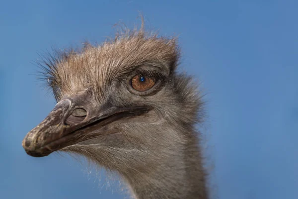 Ostrich on a blue background — Stock Photo, Image