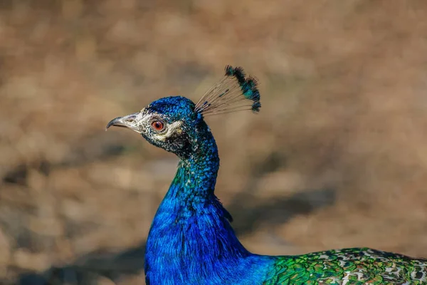 Beau fond portrait de paon — Photo