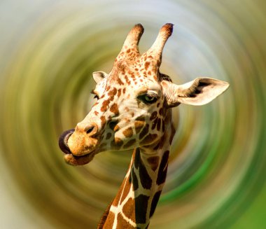 Güzel zürafa - portre