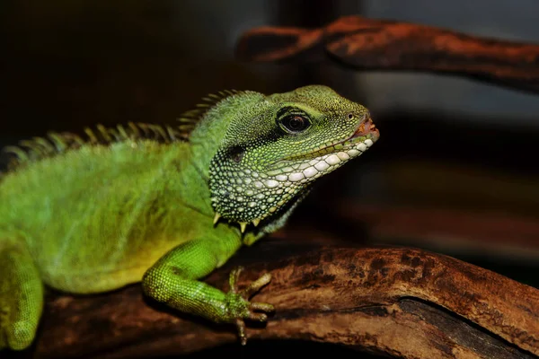 Iguana sitting on a branch — Stock Photo, Image