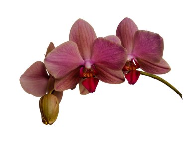 Beyaz arka plan üzerinde izole orkide. Bir yolu.