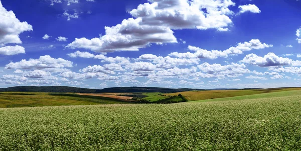 Mooie zomerse landschap van een bloeiende veld en een helder blauwe — Stockfoto
