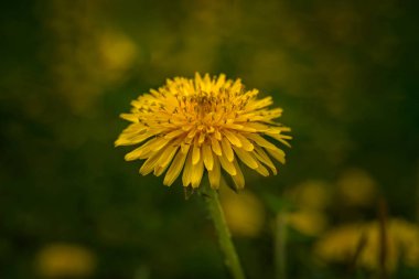 yeşil zemin üzerine sarı karahindiba portre