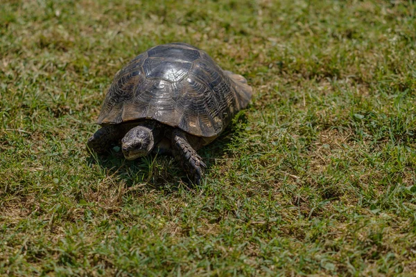 Черепаха Траве Близко — стоковое фото