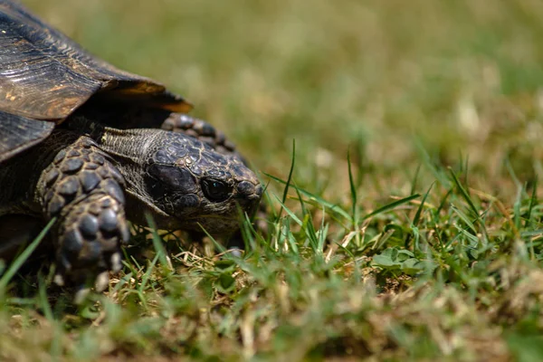 Tortoise Grass Close — Stock Photo, Image