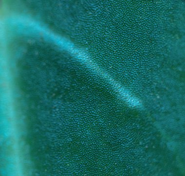 Yaprak makro, bir şey için arkaplan