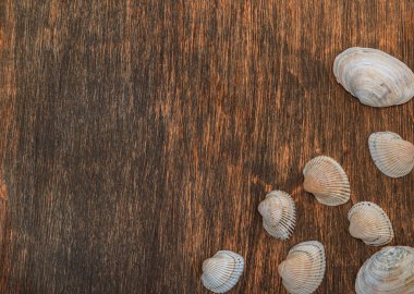 Ahşap bir arka planda deniz kabukları, metin için bir yer var.