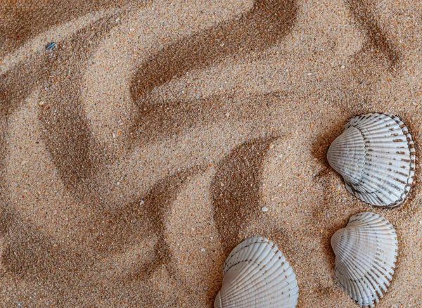 Muscheln Sand Gibt Einen Platz Für Text — Stockfoto