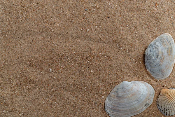 Muscheln Sand Gibt Einen Platz Für Text — Stockfoto