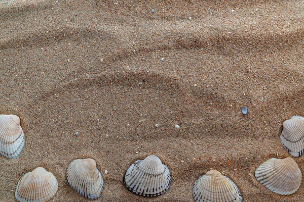 Akdeniz Kumlarında Deniz Kabukları Yazılar Için Bir Yer Var — Stok fotoğraf