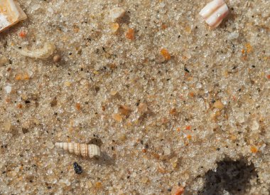 Adriyatik kıyısında deniz kabukları, makro, metin için bir yer var.