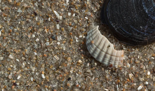 Adriyatik Kıyısında Deniz Kabukları Makro Metin Için Bir Yer Var — Stok fotoğraf