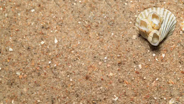 Muscheln Sand Natürliche Sandstruktur Makro — Stockfoto