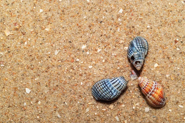 Muscheln Sand Natürliche Sandstruktur Makro — Stockfoto