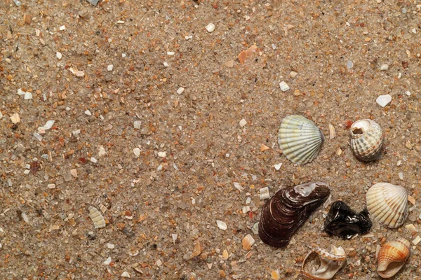 Muscheln Sand Natürliche Sandstruktur Makro — Stockfoto