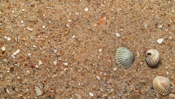 Schelpen Het Zand Natuurlijke Zandtextuur Macro — Stockfoto