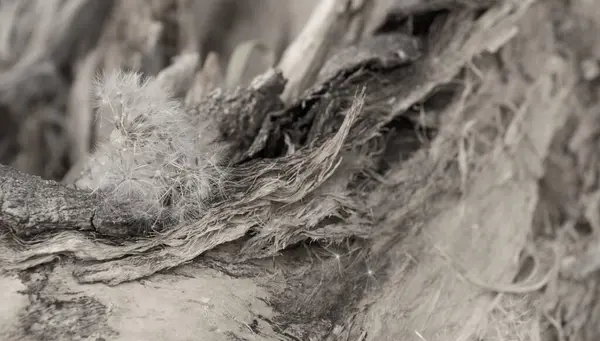 蒲公英艺术的黑白形象 黑色树桩 — 图库照片
