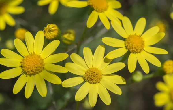Belo Amarelo Wildflower Closeup Fundo Para Papel Parede Calendário — Fotografia de Stock