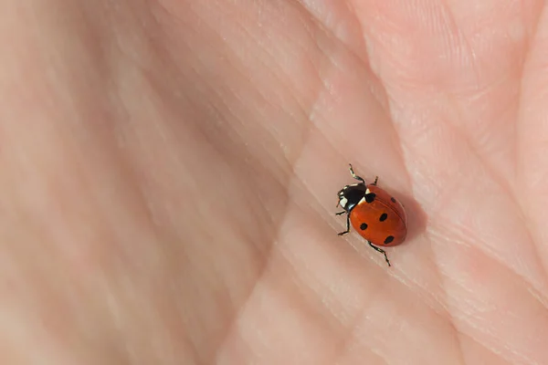 Coccinella Seduta Una Mano Può Essere Utilizzato Sfondo Fotografia Stock