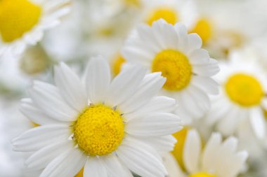 Güzel papatya çiçeği, arka plan.