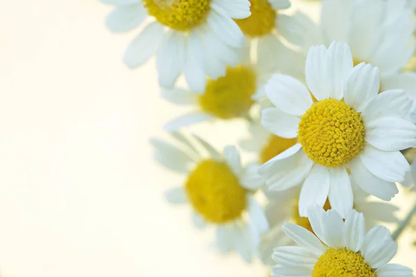 カモミールの美しい花束 — ストック写真