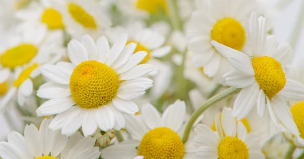 Beautiful Bouquet Chamomile Background — Stock Photo, Image