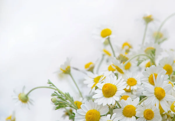 Beautiful Bouquet Chamomile Background — Stock Photo, Image