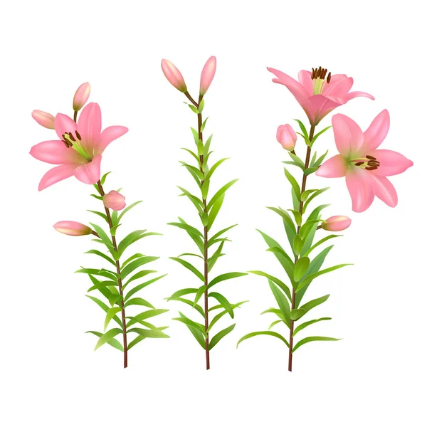 Lys roses avec tige et feuilles vertes. Ensemble de trois fleurs réalistes. Illustration vectorielle colorée . — Image vectorielle