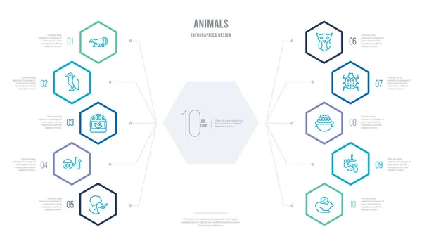 Инфографический дизайн животных с 10 шестиугольниками опти — стоковый вектор