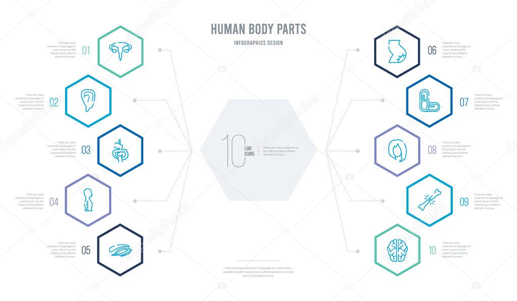 human body parts concept business infographic design with 10 hex