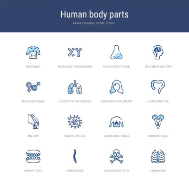 İnsan kaburgaları, insan kafatası gibi 16 vektör vuruşu simgesi