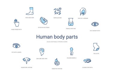 İnsan uzuvları konsepti 14 renkli taslak simgeleri. 2 renk mavi